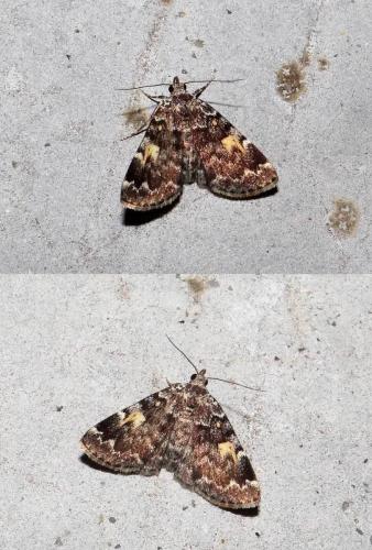 Idia calvaria